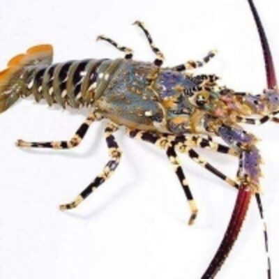 resources of Pearl Lobster exporters