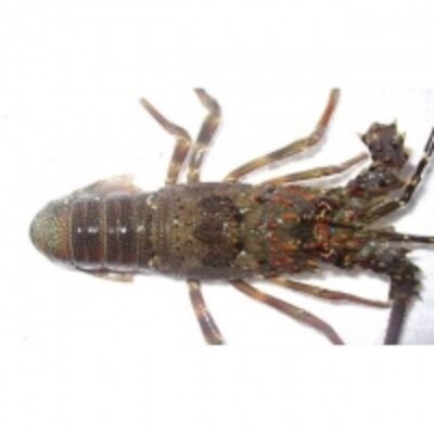 resources of Sand Lobster exporters