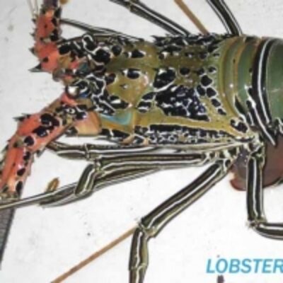 resources of Bamboo Lobster exporters