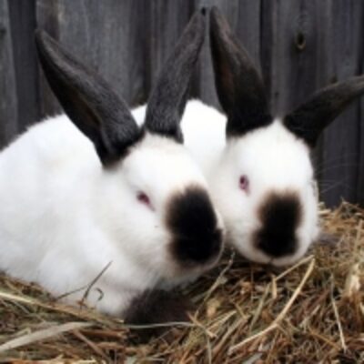 resources of Dwarf Hyla Rabbit exporters
