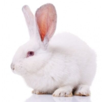 New Zealand White Rabbit Exporters, Wholesaler & Manufacturer | Globaltradeplaza.com