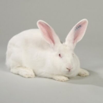 Dwarf Hycole Rabbit Exporters, Wholesaler & Manufacturer | Globaltradeplaza.com