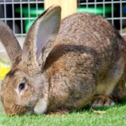 Buy Import Flemish Giant Rabbit Wholesale Sold by Mister