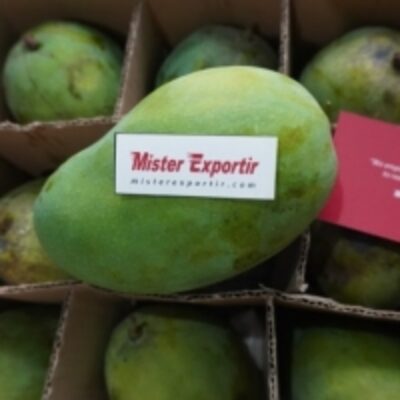 resources of Mango Fresh exporters
