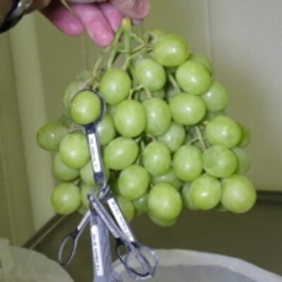 resources of Fresh Grapes exporters