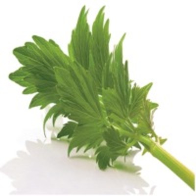 resources of Lovage Oleoresin exporters