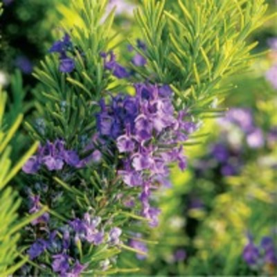 resources of Rosemary Oleoresin Extract exporters