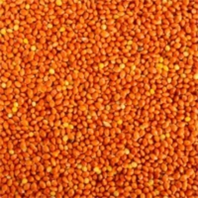 resources of Red Millets exporters