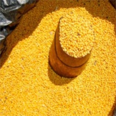 resources of Yellow Mustard Seeds exporters