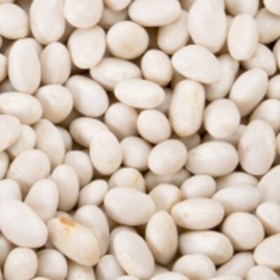 resources of Small White Bean exporters