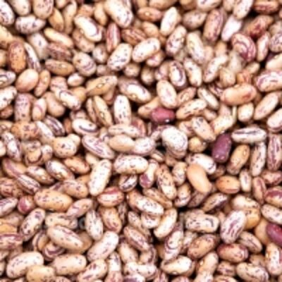resources of Small Reddish Bean exporters