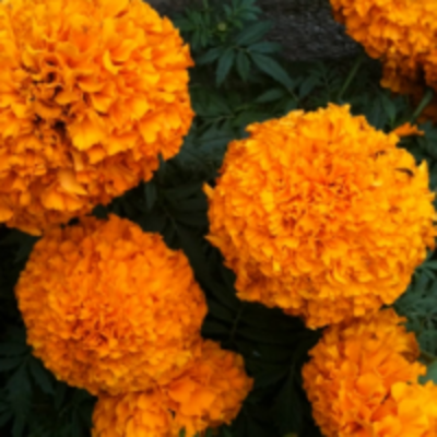 resources of Marigold Extracts exporters
