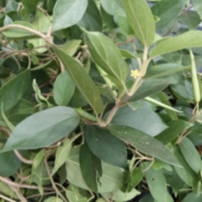 resources of Gymnema Sylvestre Leaves exporters