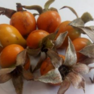 resources of Rosehip Extract Granules exporters