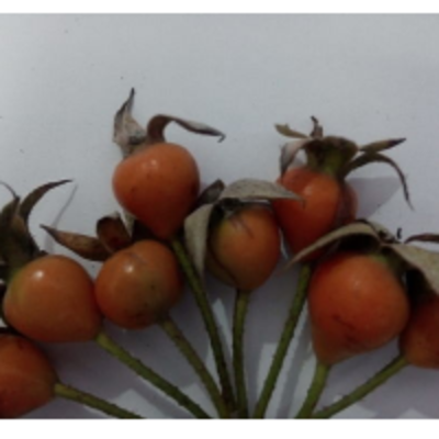 resources of Rosehip Powder exporters