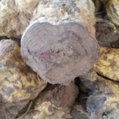 resources of Salacia Roots exporters