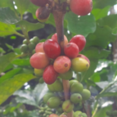 resources of Coffea Arabica exporters