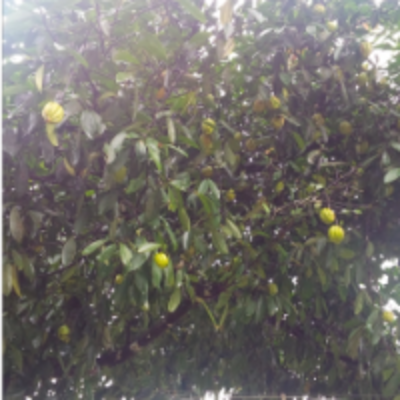 resources of Garcinia Cambogia Tree exporters
