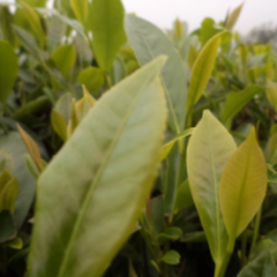 resources of Camellia Sinensis Green Tea exporters