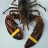 Canadian Lobster Exporters, Wholesaler & Manufacturer | Globaltradeplaza.com