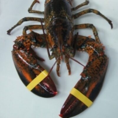 resources of Canadian Lobster exporters