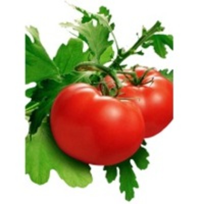 resources of Tomato Pulp exporters