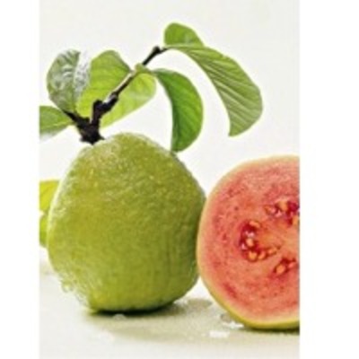 resources of Guava (White/pink) Pulp exporters