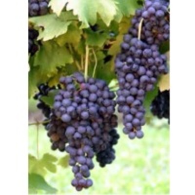 resources of Grape (Blue-Black) Pulp exporters