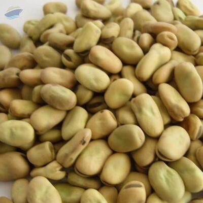 resources of Faba Beans exporters