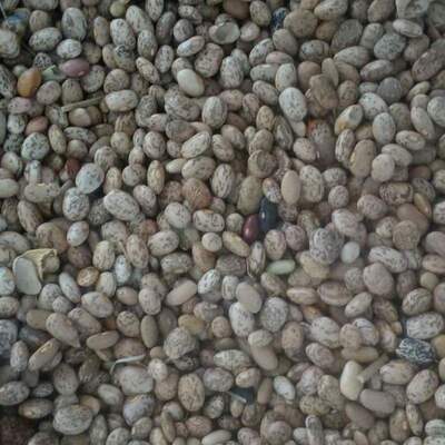 resources of Pinto Beans exporters