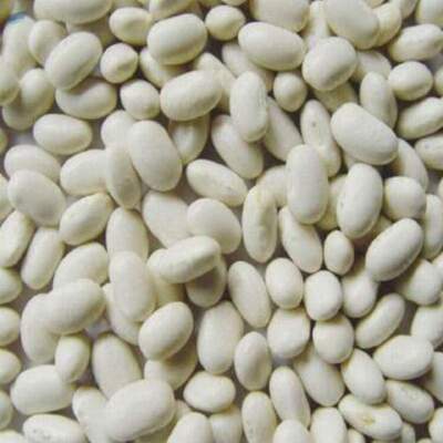 resources of White Kidney Beans exporters