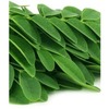 Organic Moringa Exporters, Wholesaler & Manufacturer | Globaltradeplaza.com