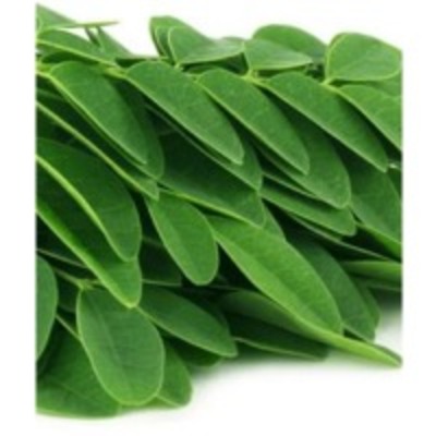 resources of Organic Moringa exporters