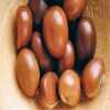 Shea Nut Exporters, Wholesaler & Manufacturer | Globaltradeplaza.com