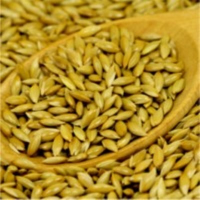 resources of Canary Seeds exporters