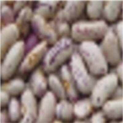 resources of Kidney Bean exporters
