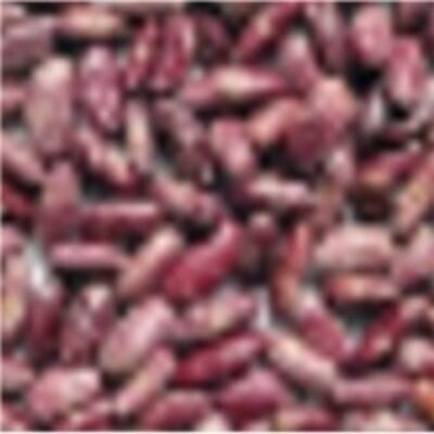 resources of Purple Speckled Kidney Bean exporters
