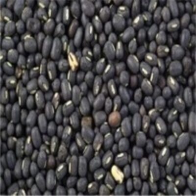resources of Urad Whole exporters