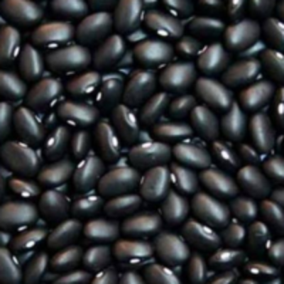 resources of Black Bean exporters
