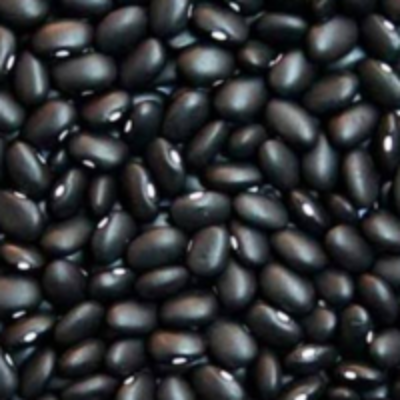 resources of Beans exporters