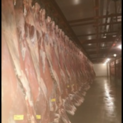 resources of Beef Carcass exporters