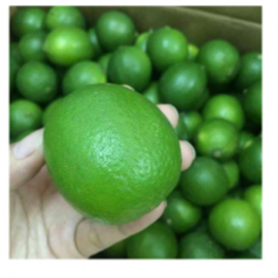resources of Lime Seedless exporters