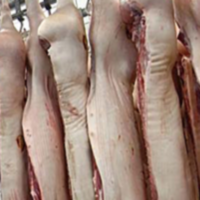 resources of Frozen Pork Carcass exporters