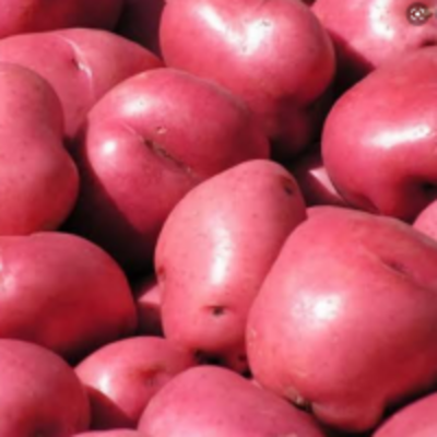 resources of Potato exporters