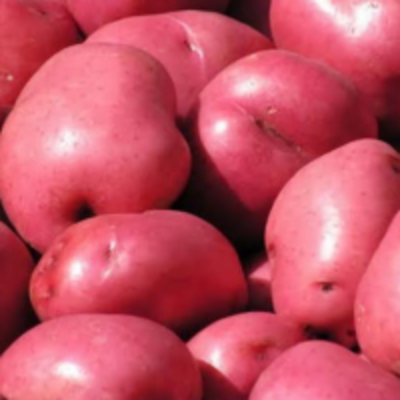 resources of Red Potato exporters