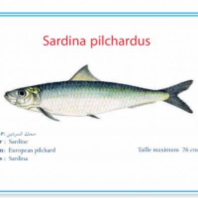 resources of Frozen Sardine exporters