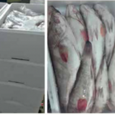 resources of Frozen Mackerel exporters