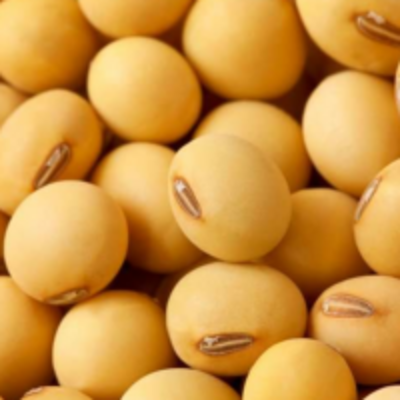 resources of Soybean exporters