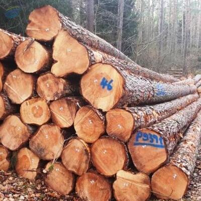 resources of Wood Logs exporters