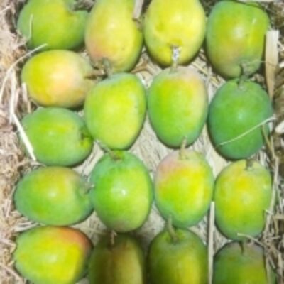 Mangoes Exporters, Wholesaler & Manufacturer | Globaltradeplaza.com